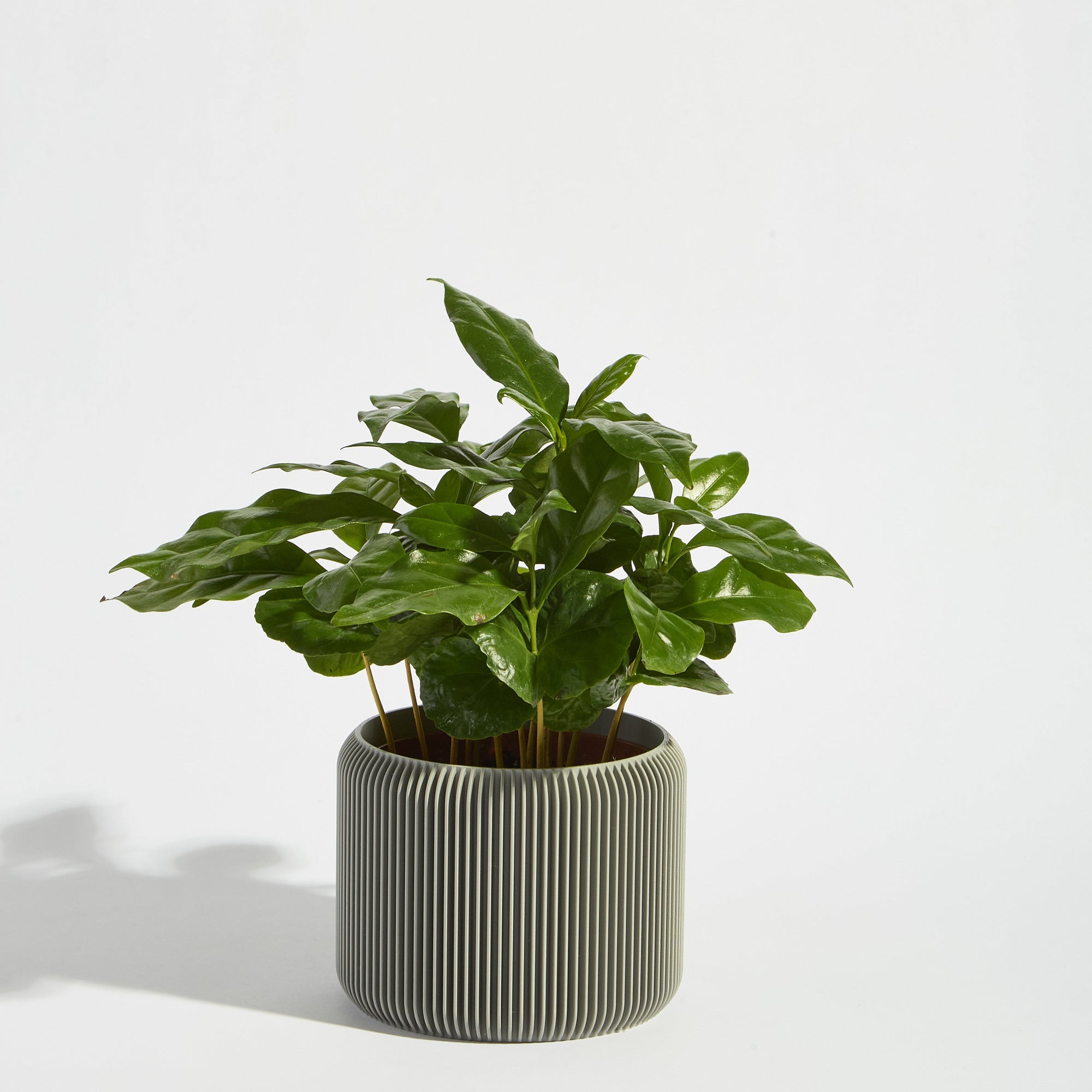 POT_4_ASH_6664.jpg