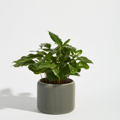 POT_4_ASH_6664.jpg