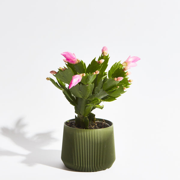 Pillar Pot - Forest Green