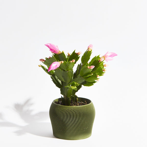 Orbital Pot - Forest Green