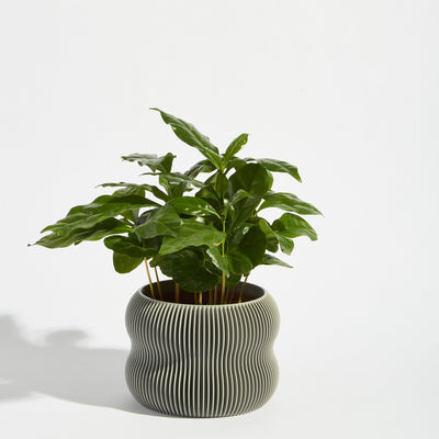POT_1_ASH_6650.jpg