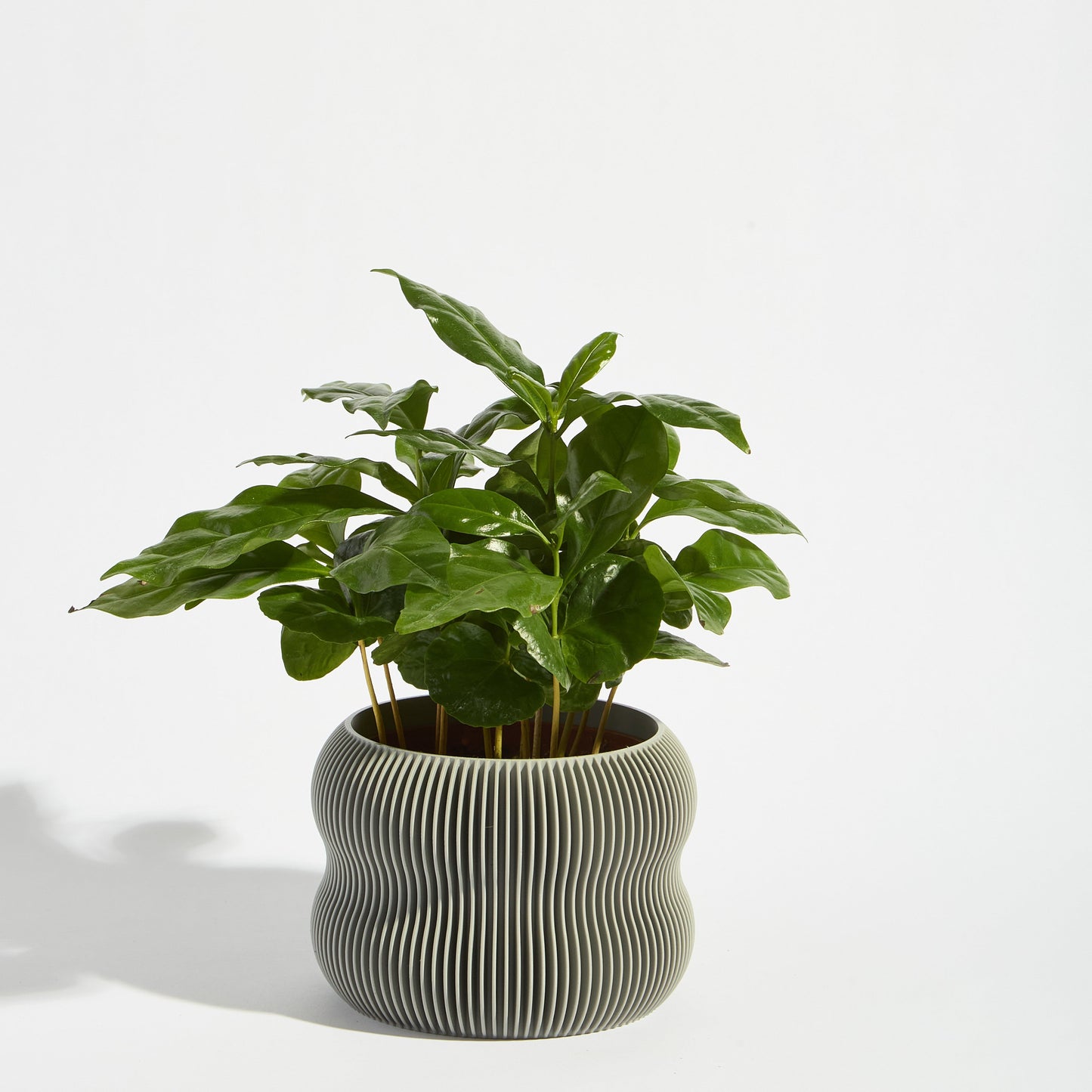 POT_1_ASH_6650.jpg