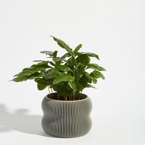 POT_1_ASH_6650.jpg