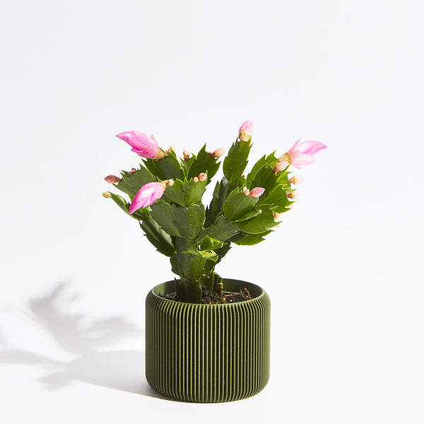 Turbin Pot - Forest Green