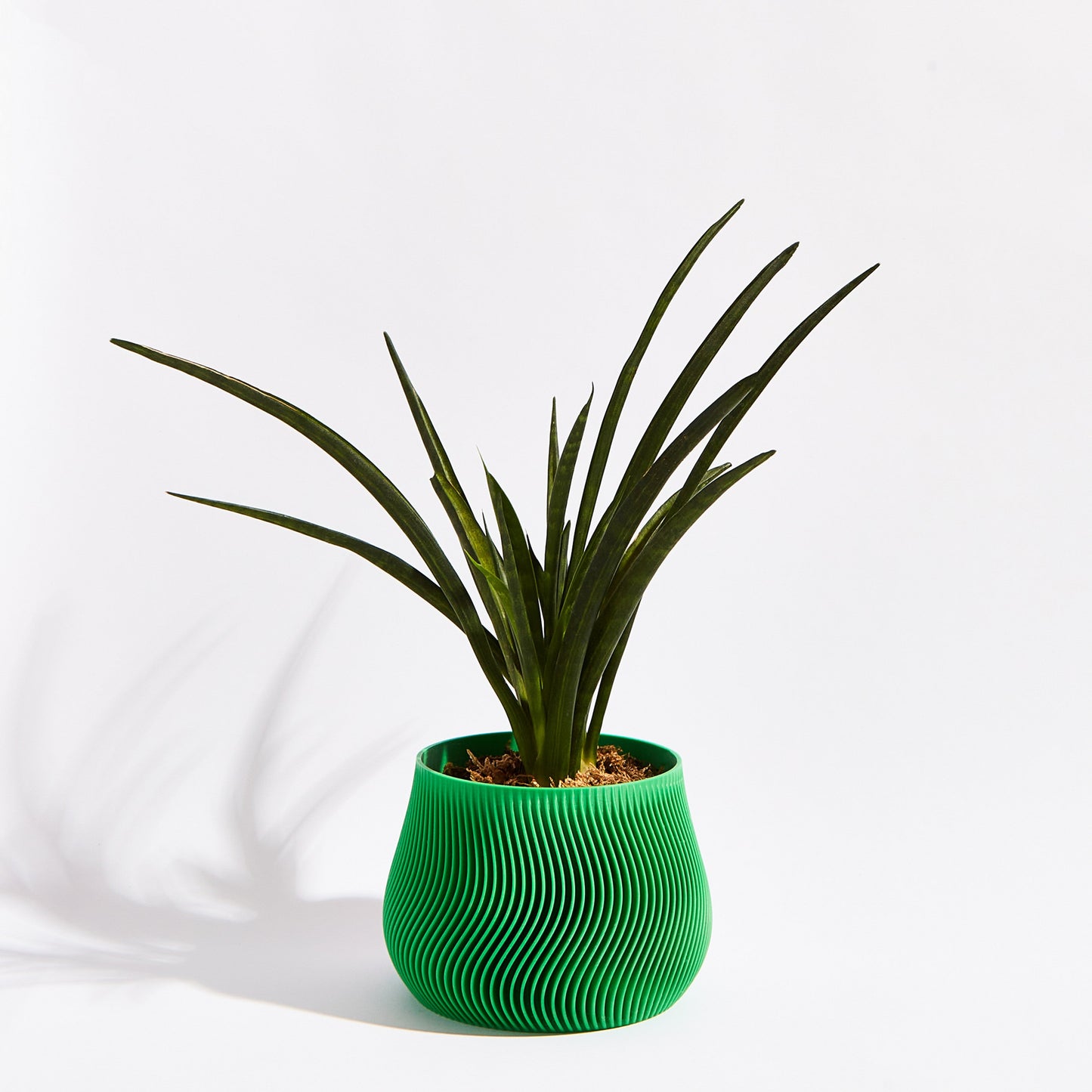 Groovy Pot- Bamboo Green