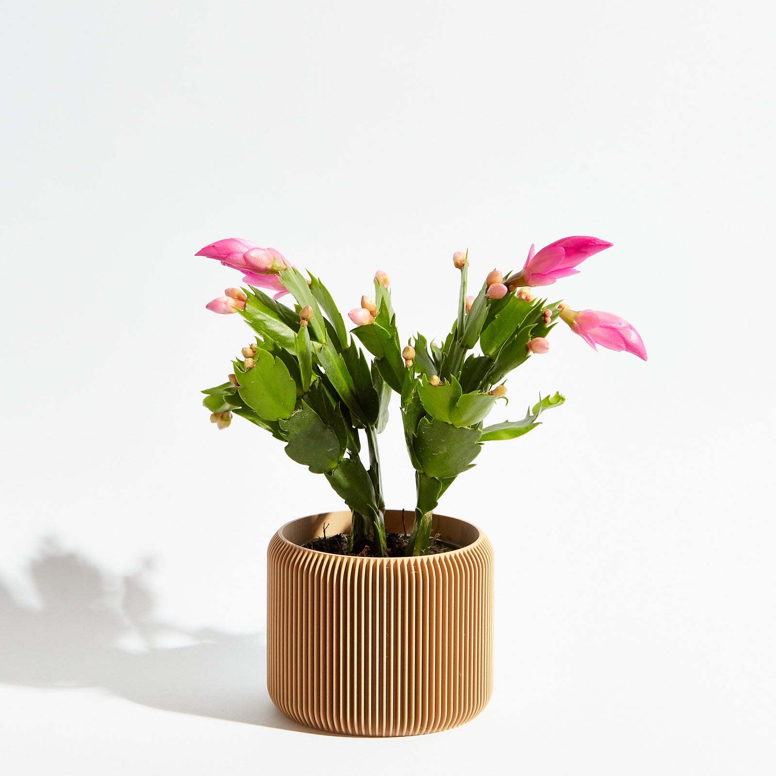 Turbin Pot - Sand Beige