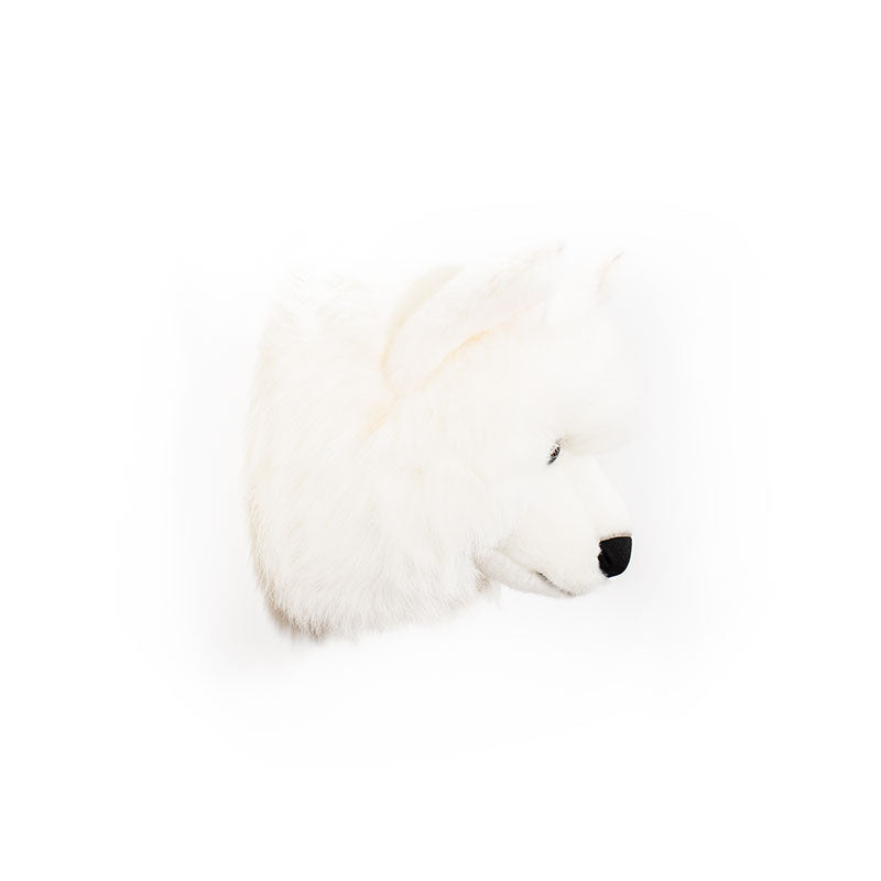 Lucy the white wolf