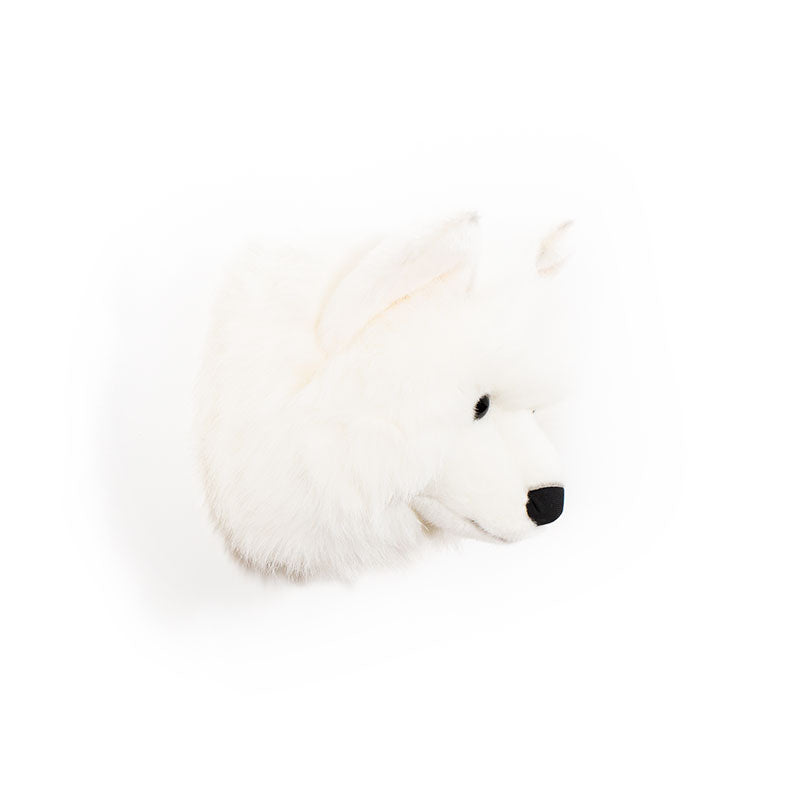 Lucy the white wolf