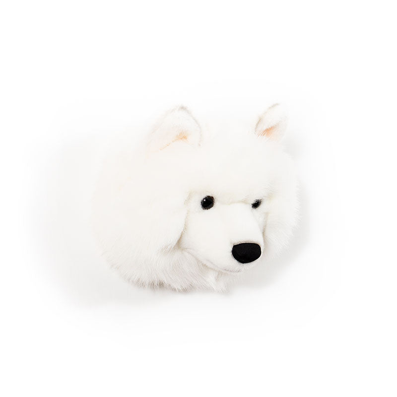 Lucy the white wolf