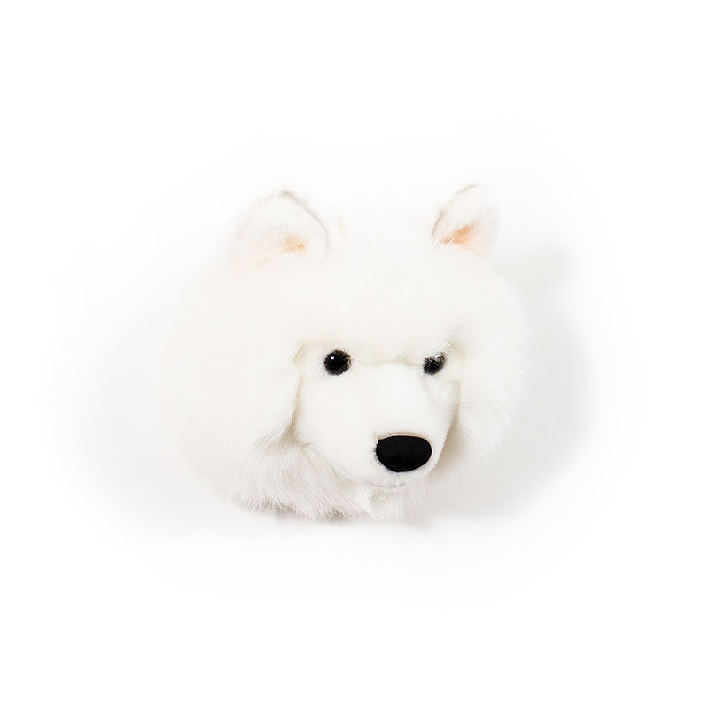 Lucy the white wolf
