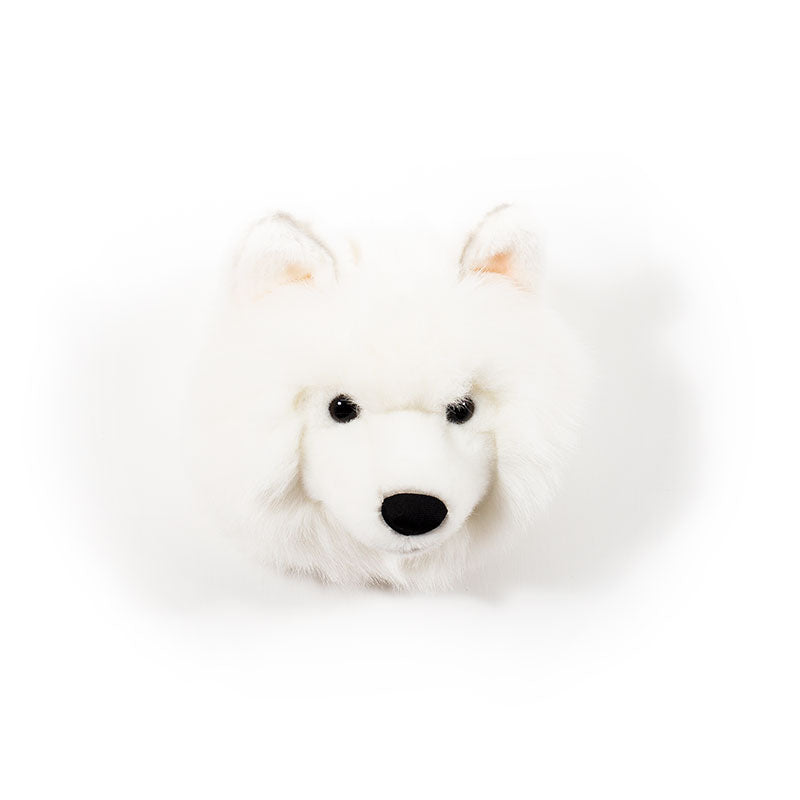 Lucy the white wolf