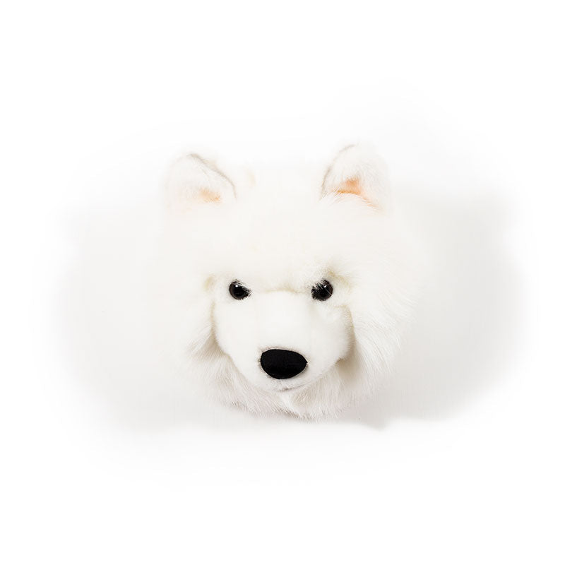 Lucy the white wolf
