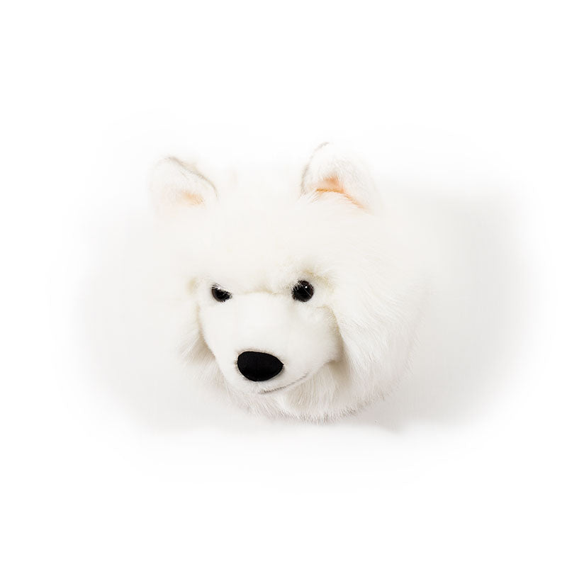 Lucy the white wolf