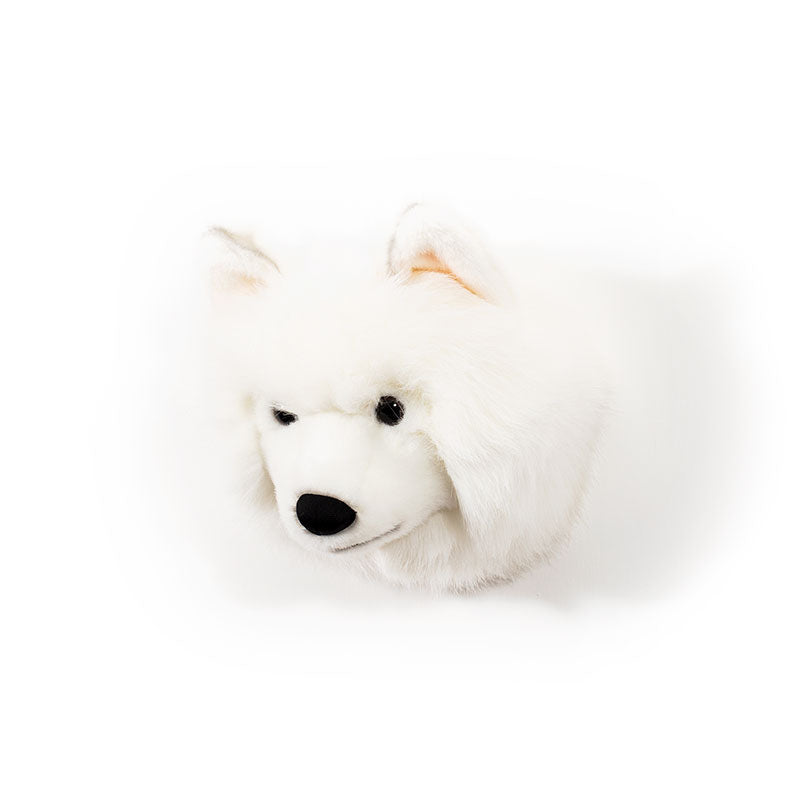 Lucy the white wolf