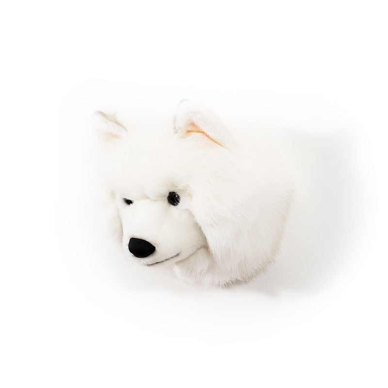 Lucy the white wolf