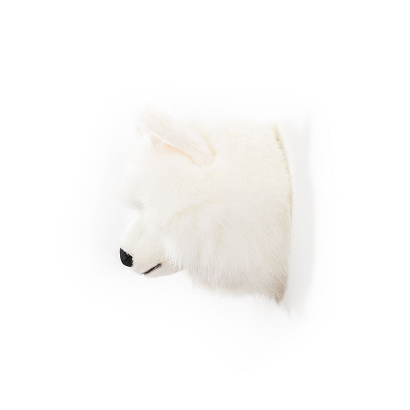 Lucy the white wolf