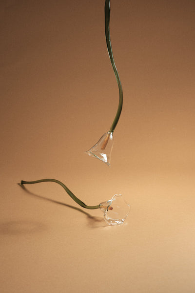 Calla Flower, Clear