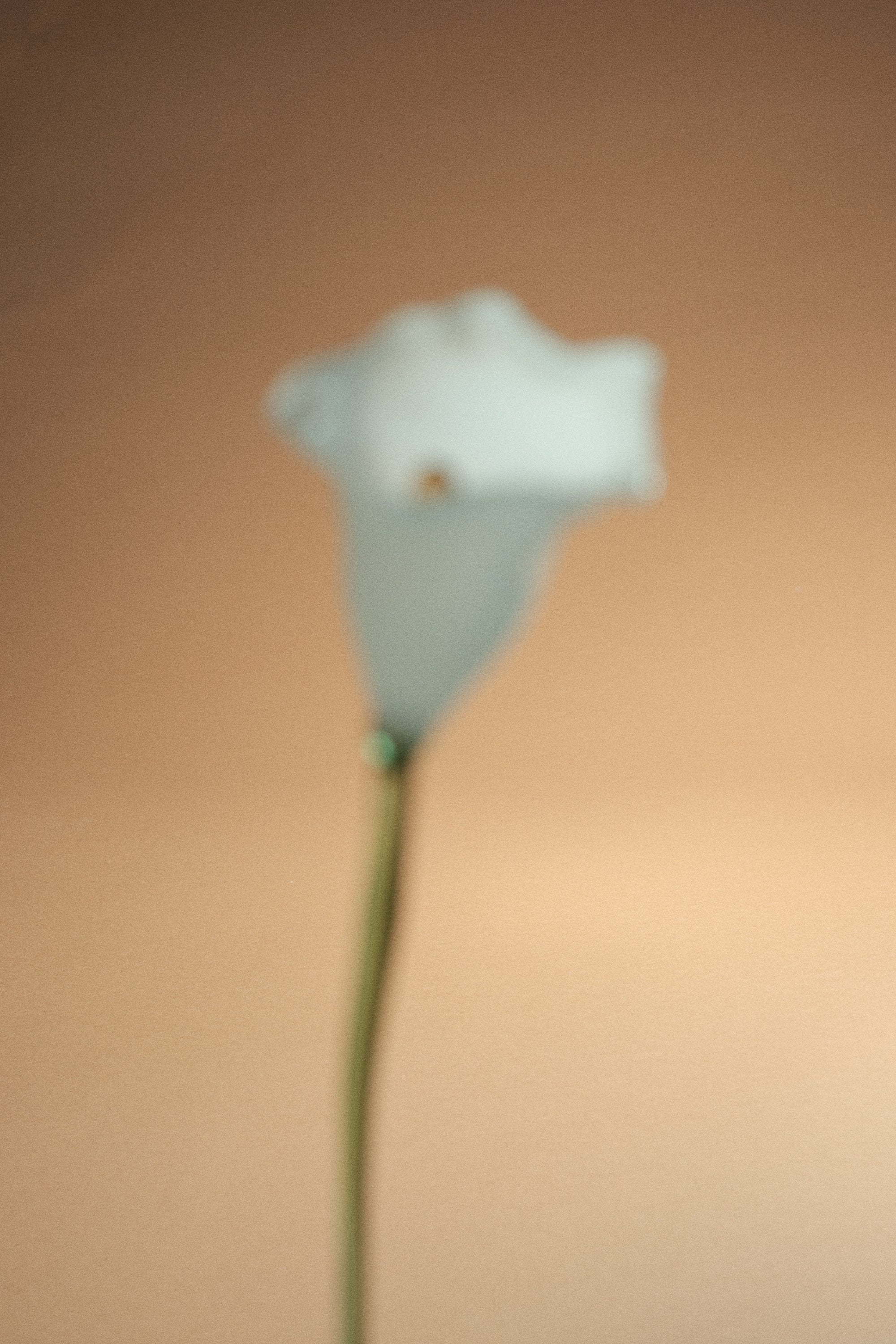 Calla Flower, White