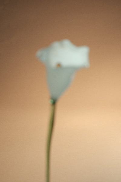 Calla Flower, White