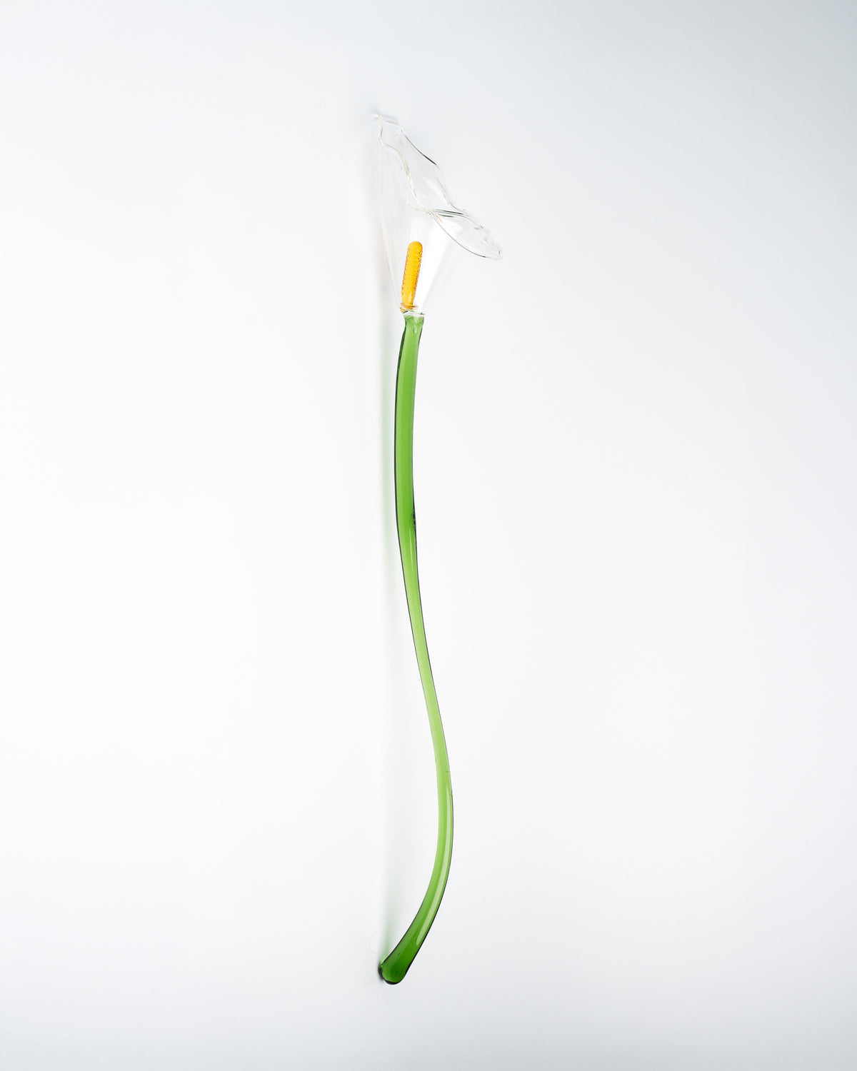 Calla Flower, Clear