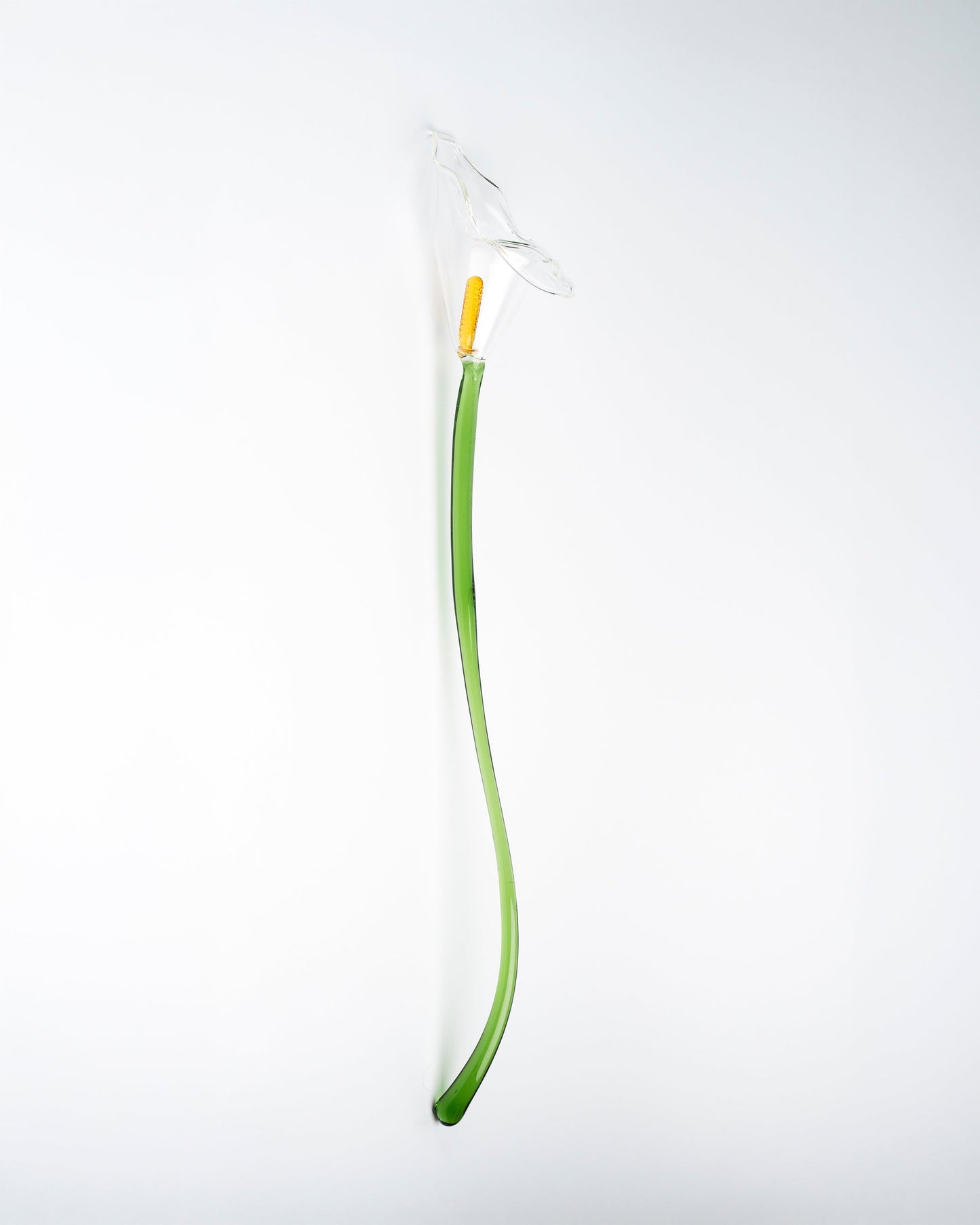 Calla Flower, Clear