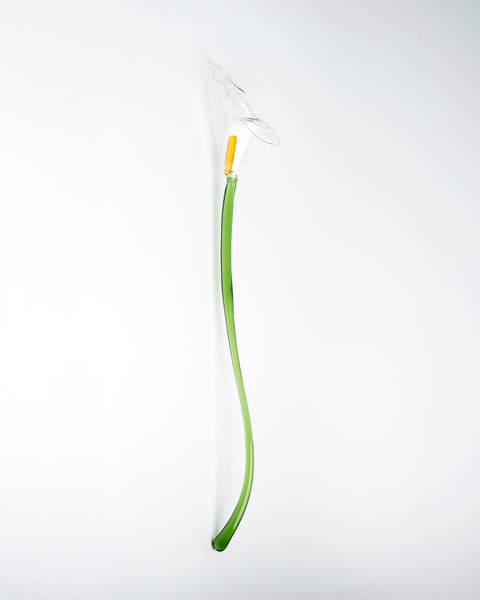 Calla Flower, Clear
