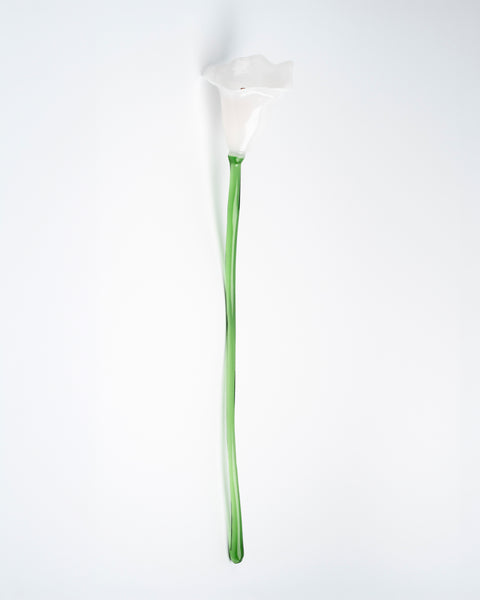 Calla Flower, White