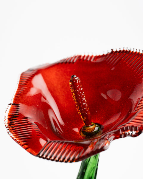 Poppy Flower, Red