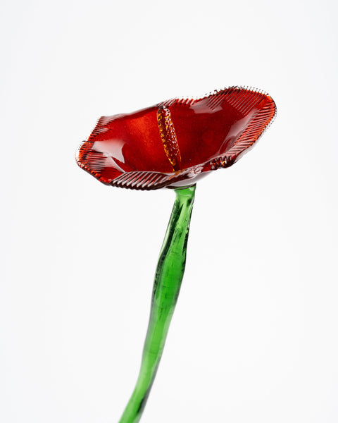Poppy Flower, Red
