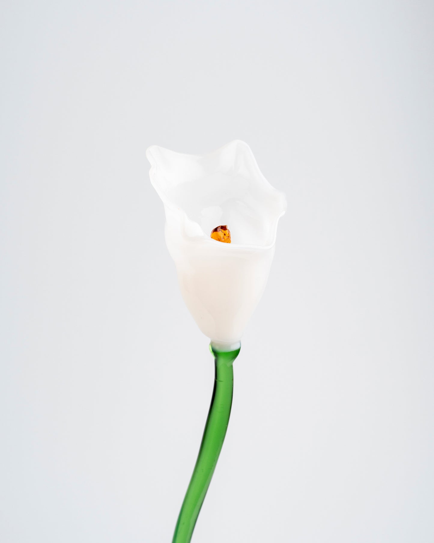 Calla Flower, White