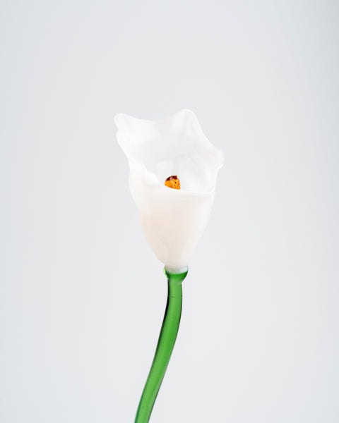 Calla Flower, White