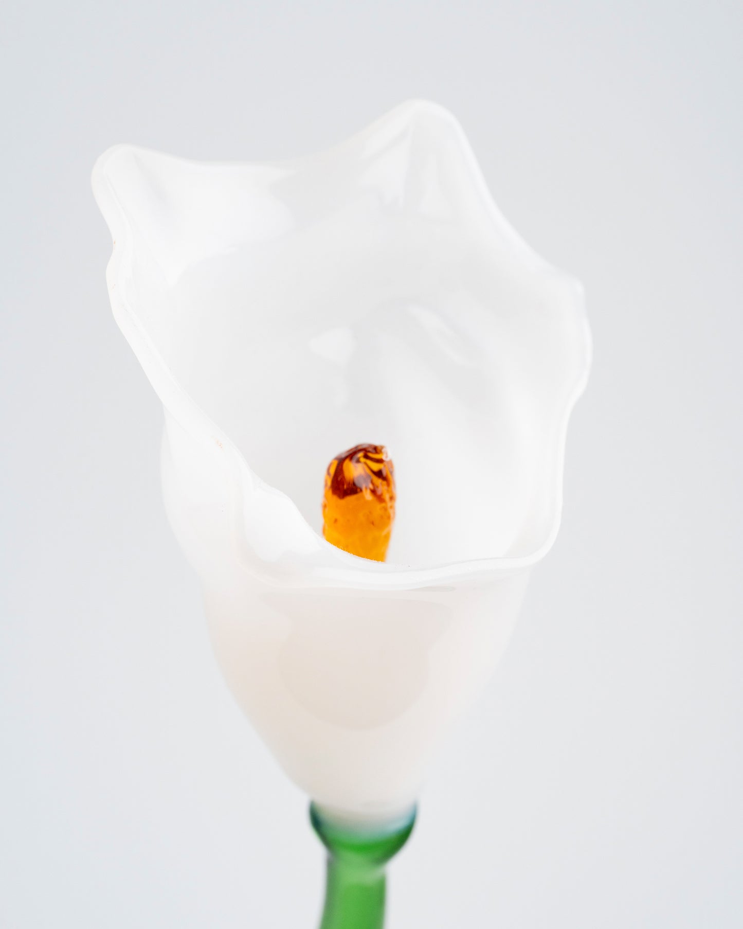 Calla Flower, White