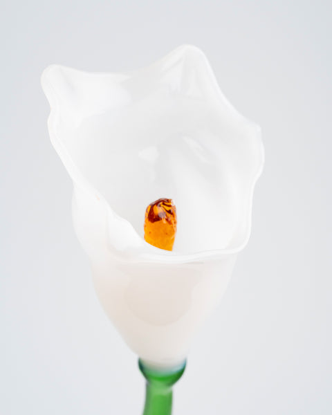 Calla Flower, White