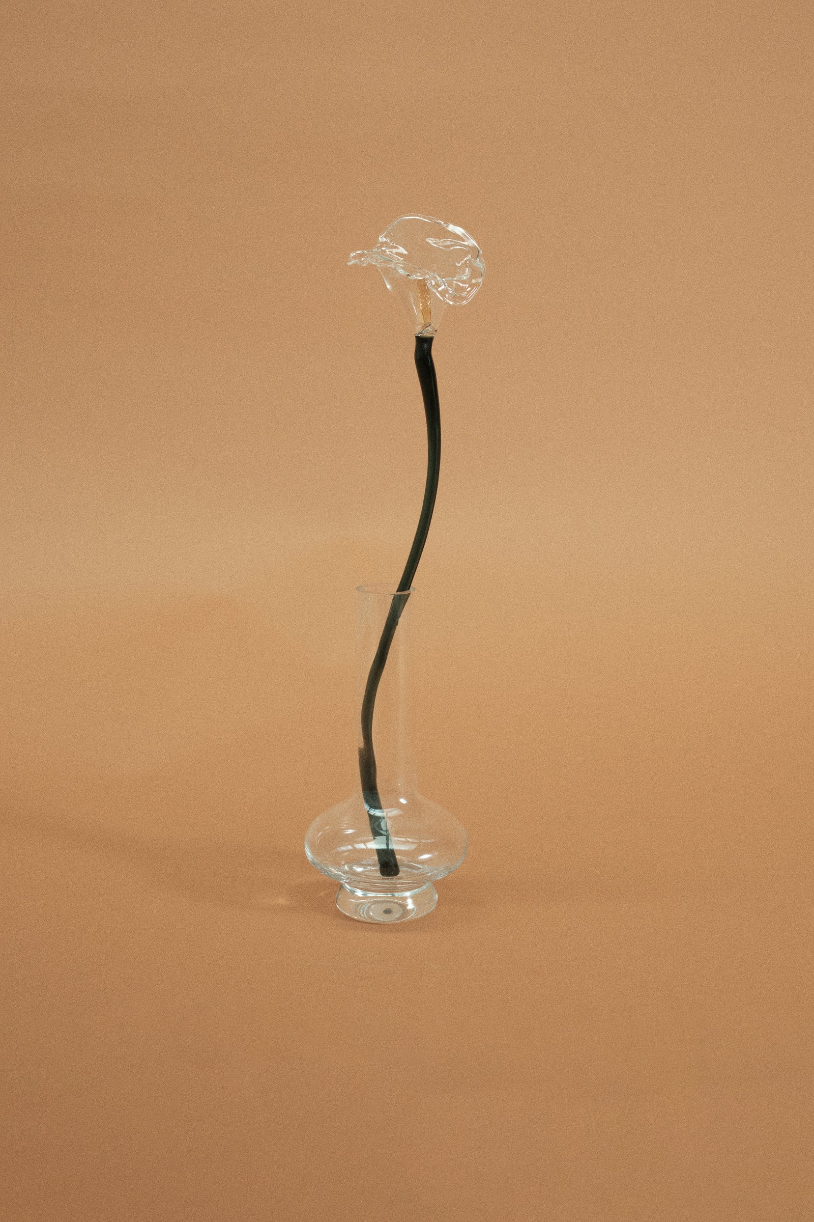 Calla Flower, Clear