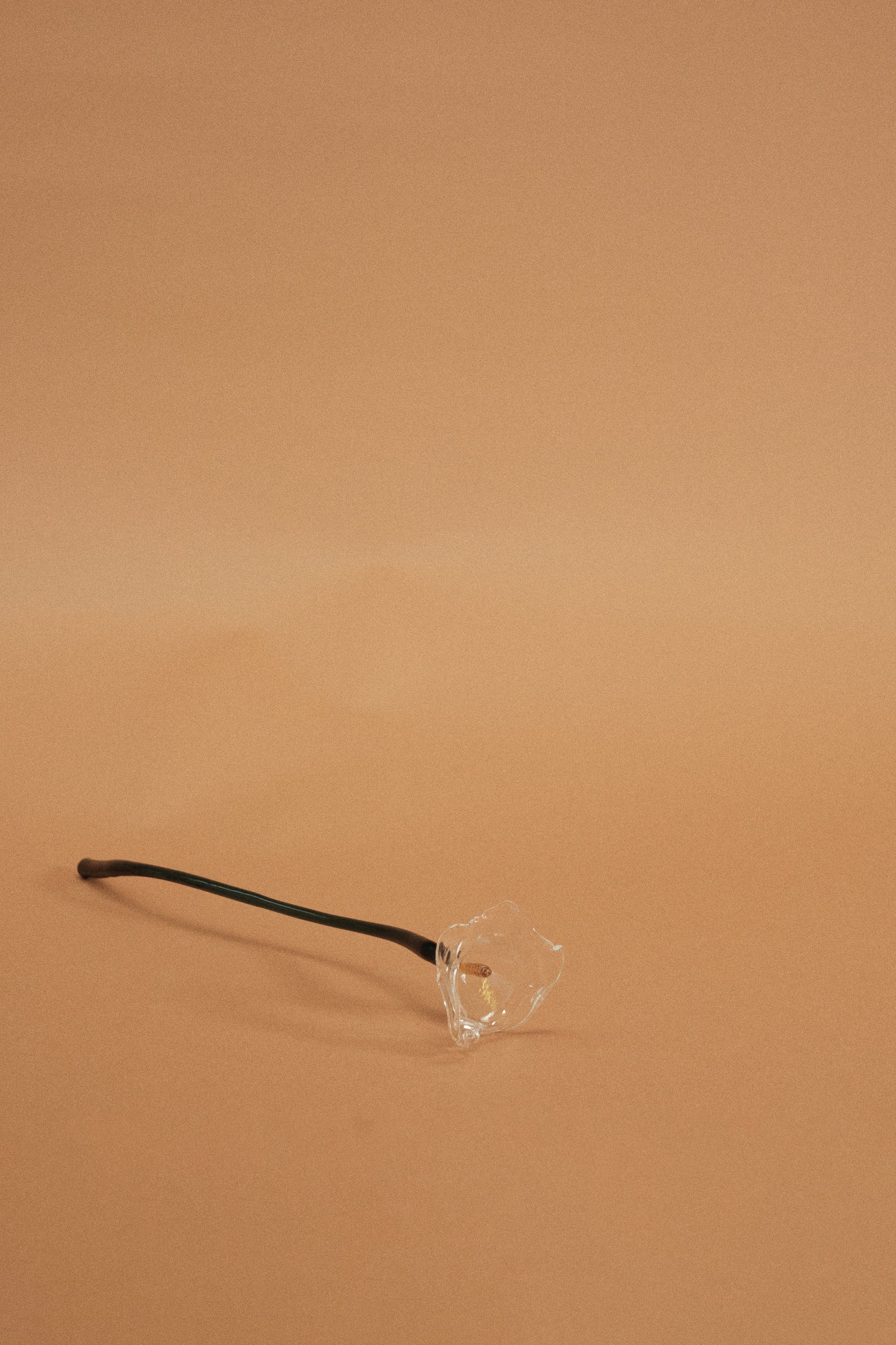 Calla Flower, Clear