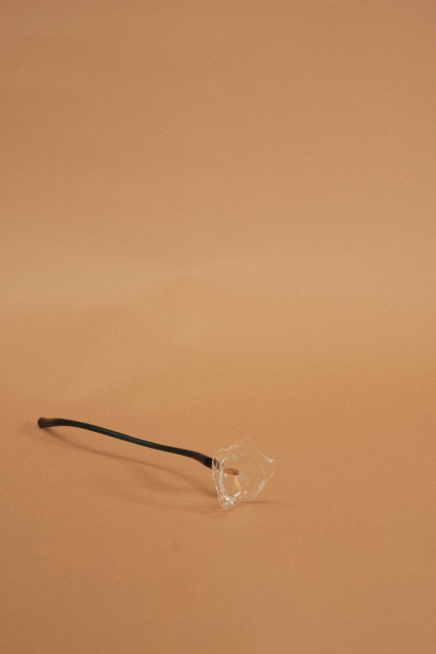 Calla Flower, Clear
