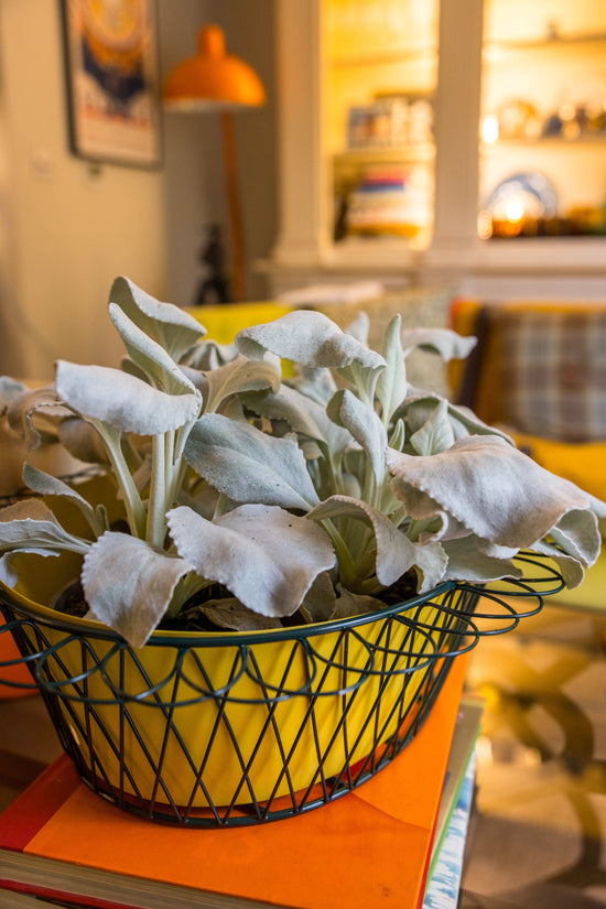 Wire Basket Planter | Sunshine Yellow & Forest Green