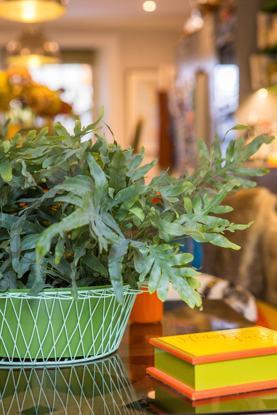 Wire Basket Planter | Apple Green & Turquoise