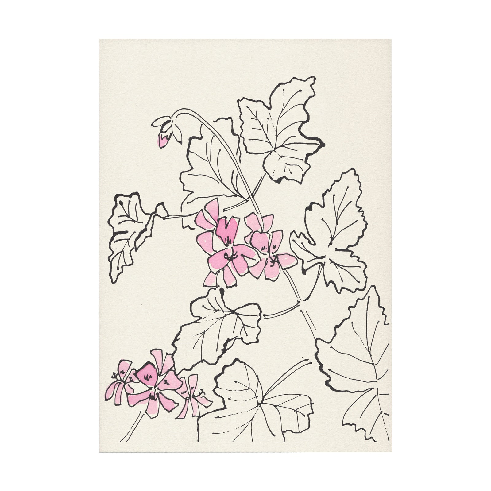 Pelargonium Print