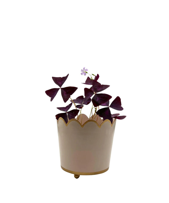 Scalloped Planter | Small | Rose Pink