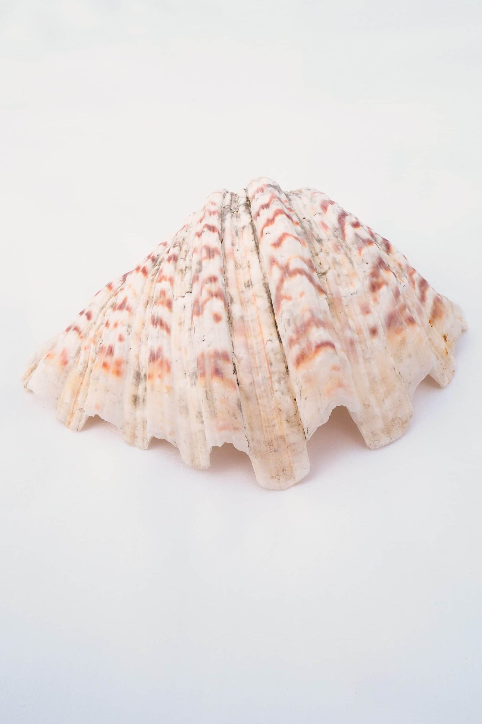 Extra Large Vintage Shell