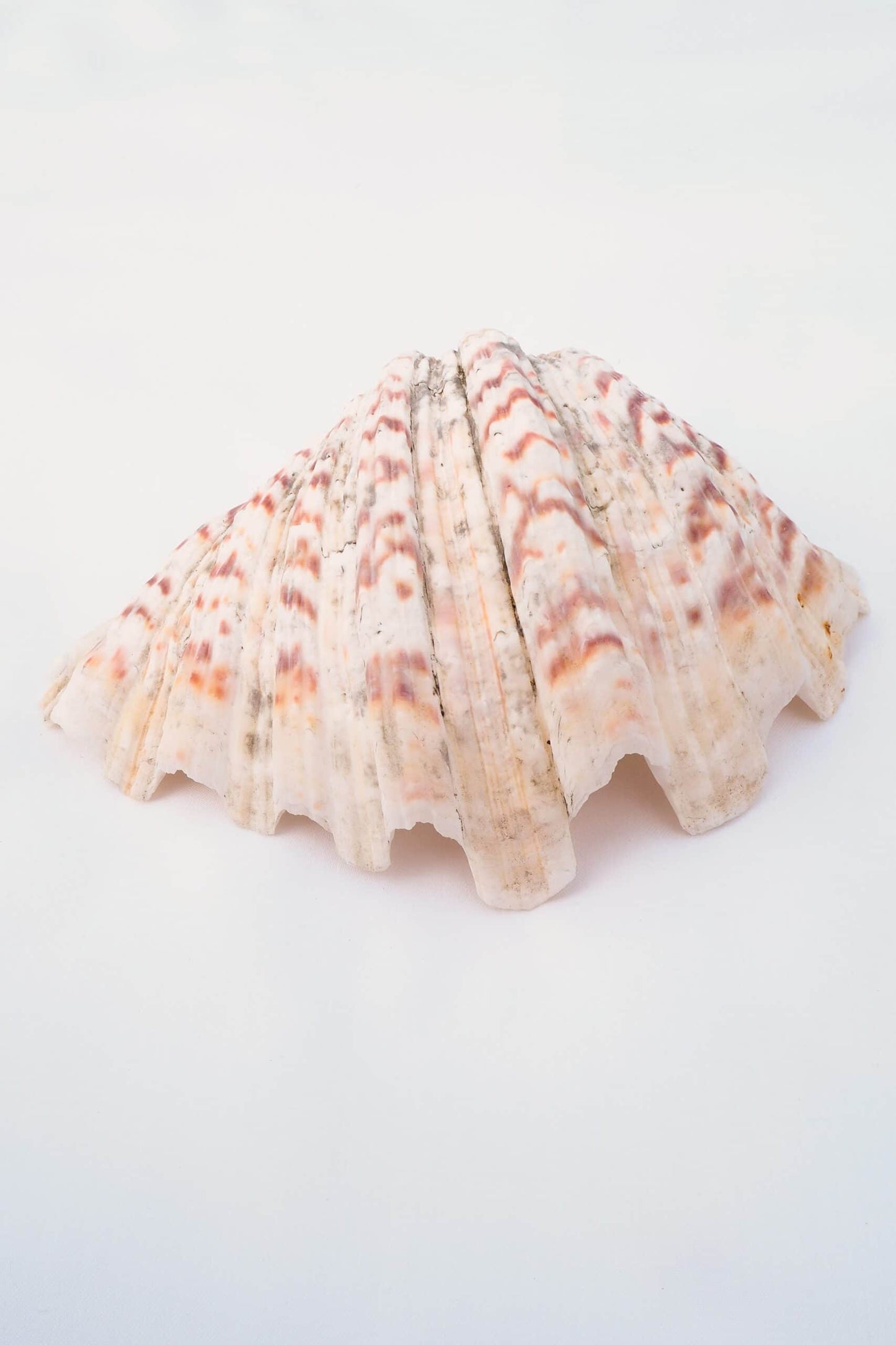 Extra Large Vintage Shell