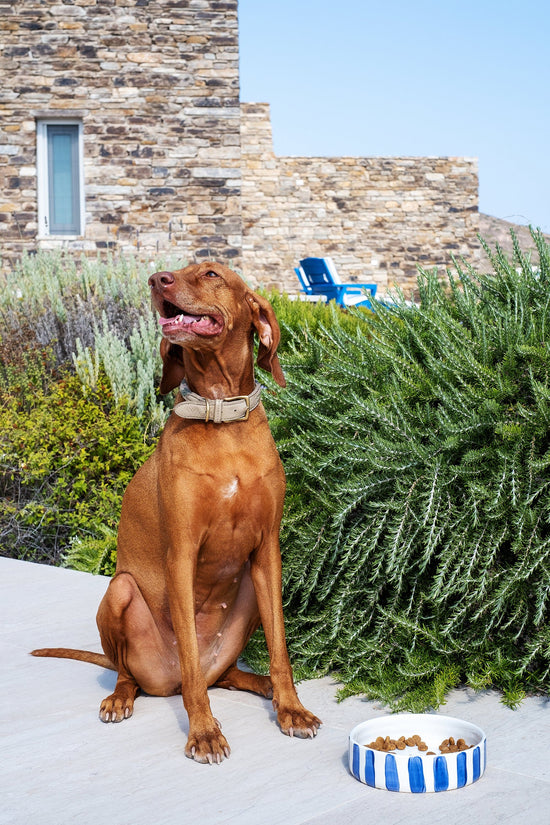 Blue Stripes Dog Bowl