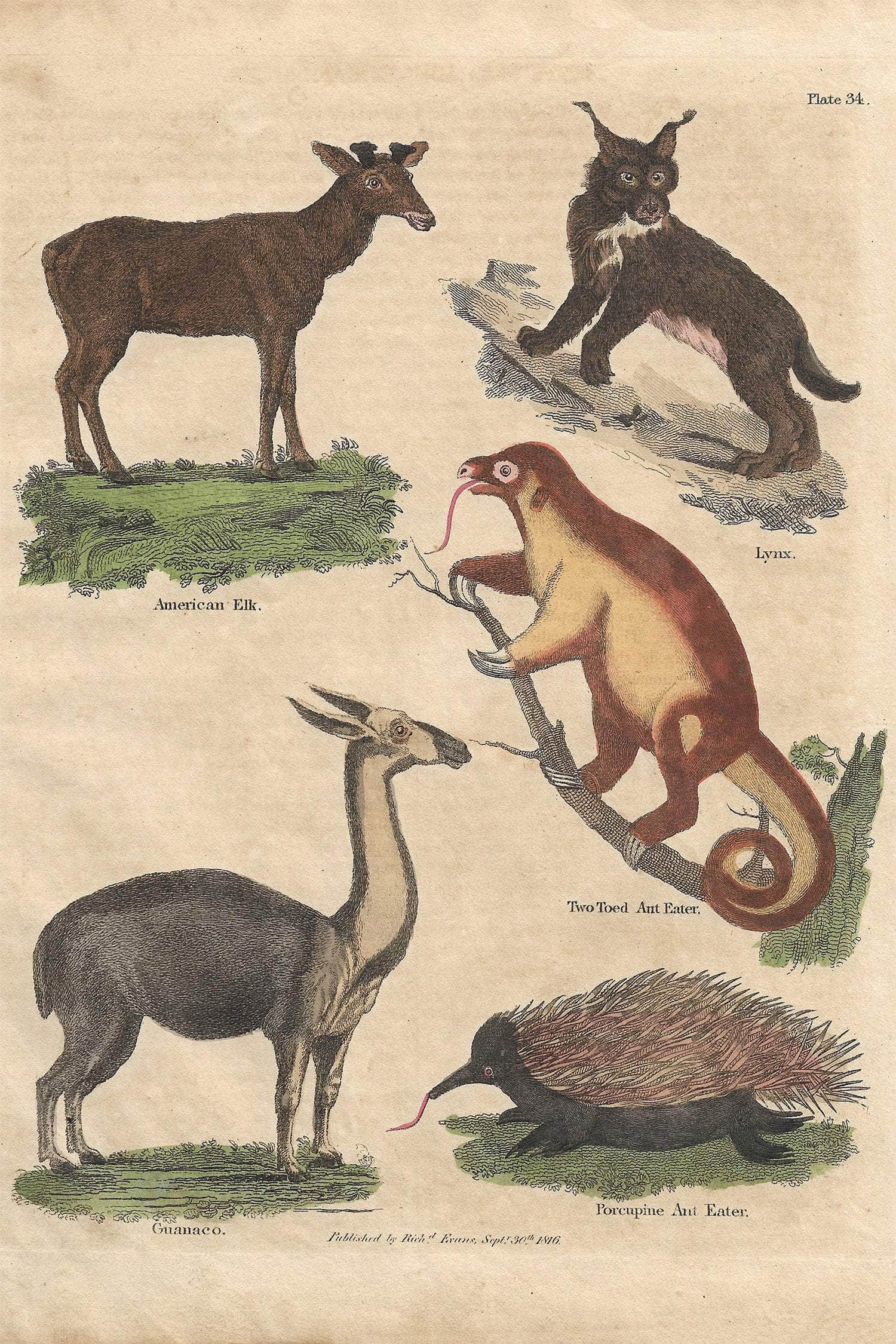 Buffon No.34 Glacier Framed Print