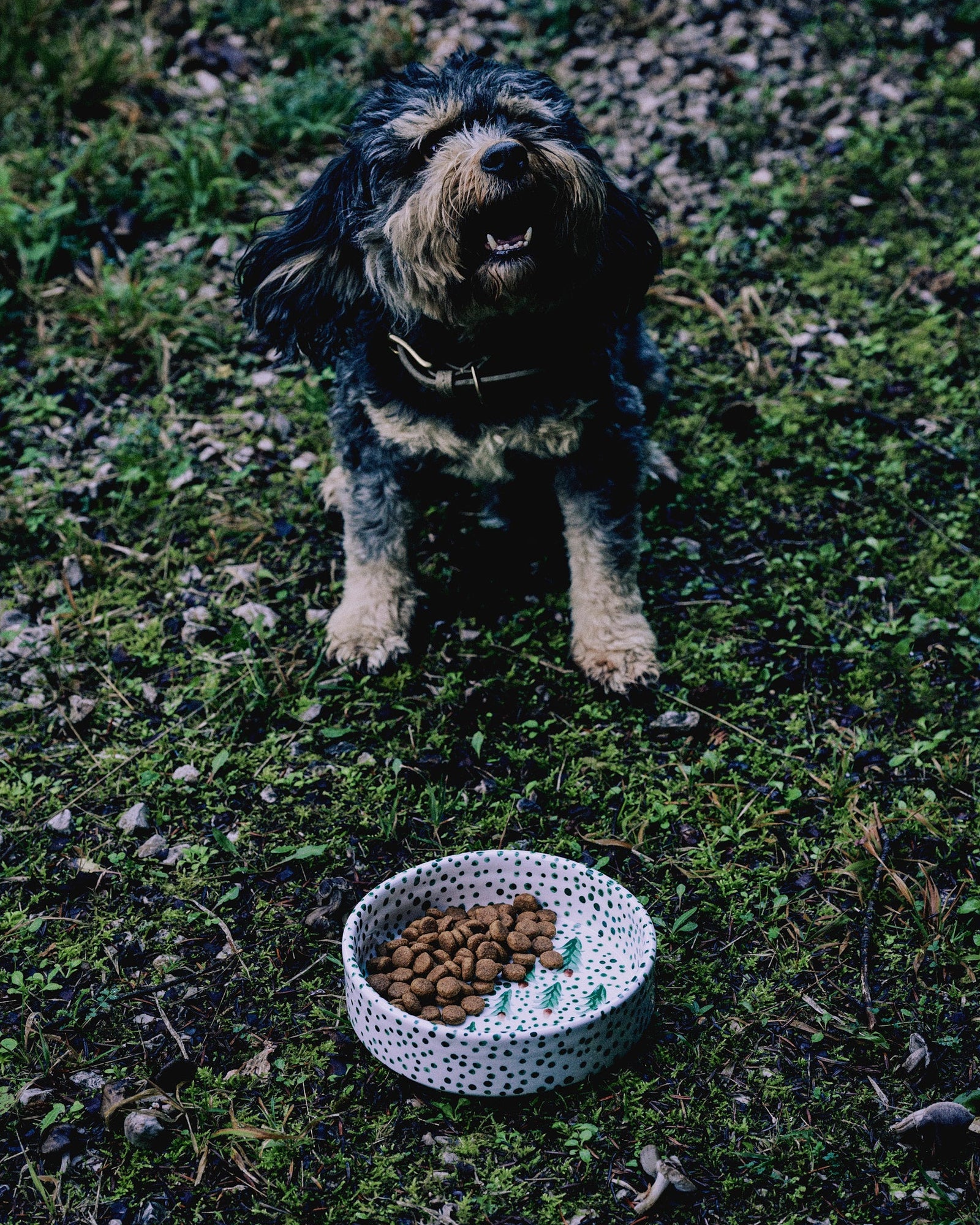 Forest Dog Bowl
