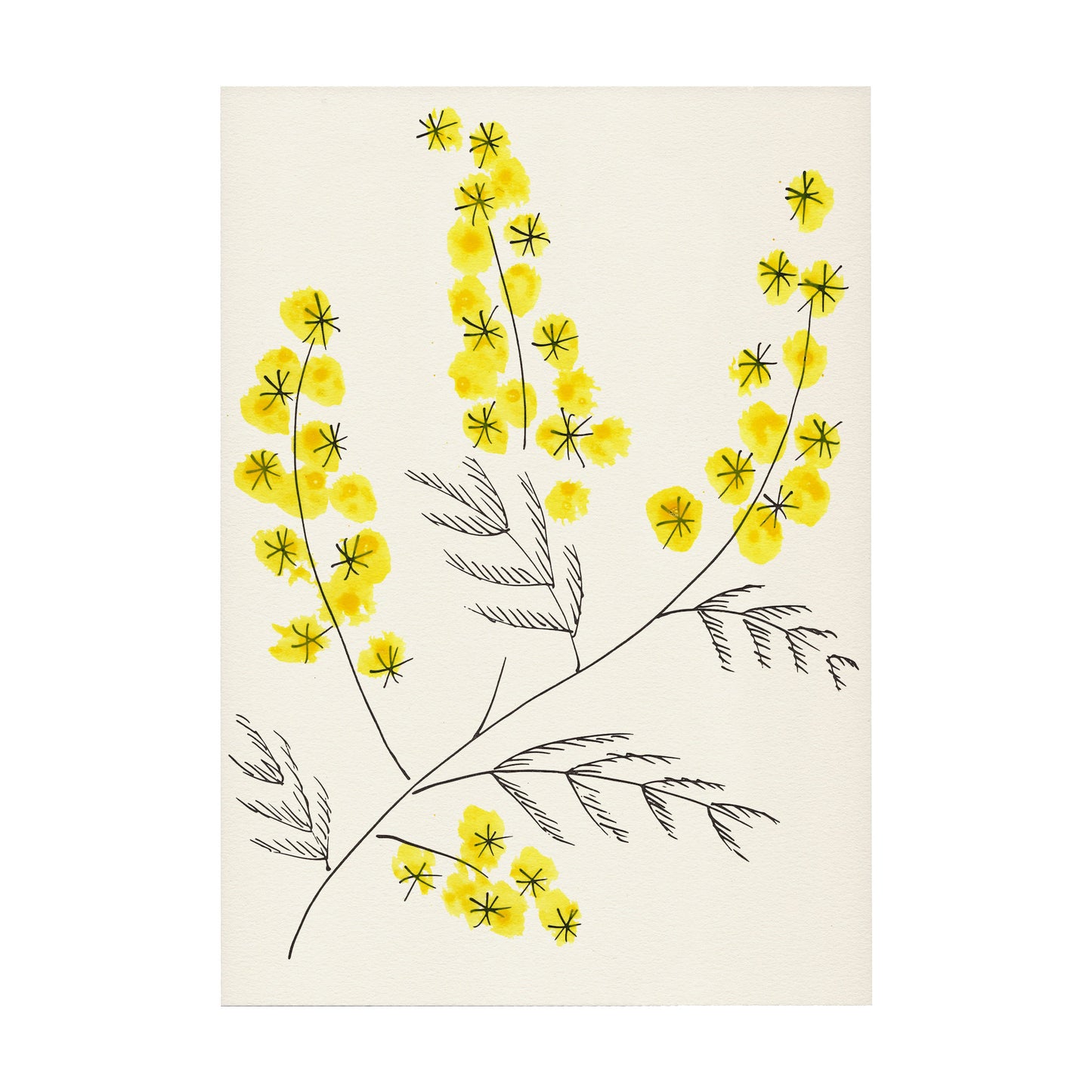 Mimosa Print