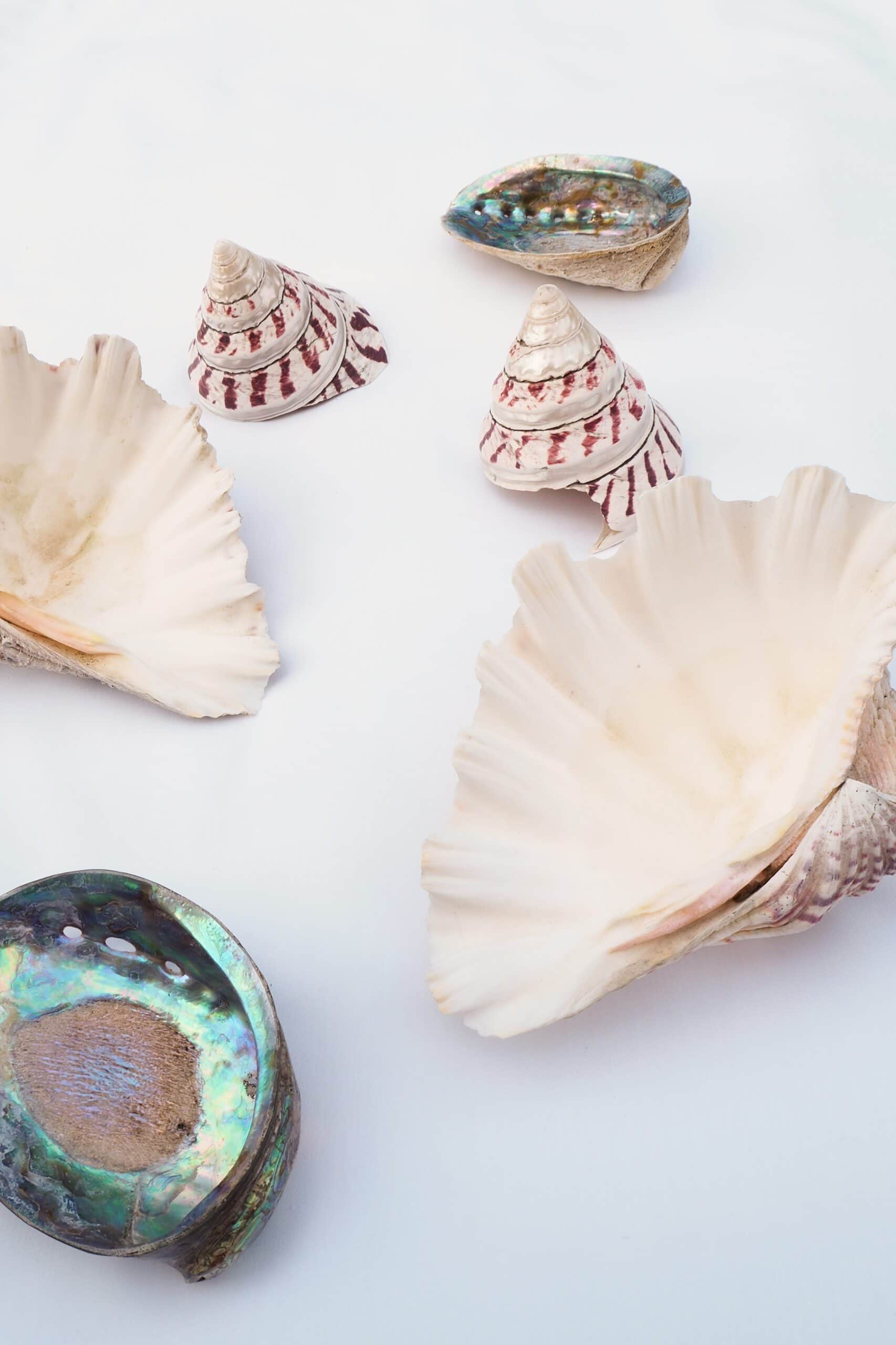 Large Vintage Shell