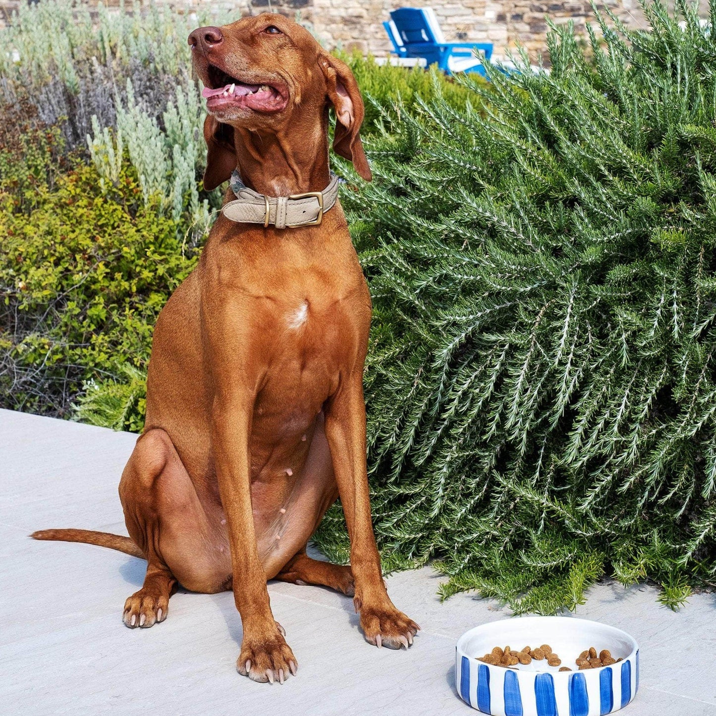 Blue Stripes Dog Bowl