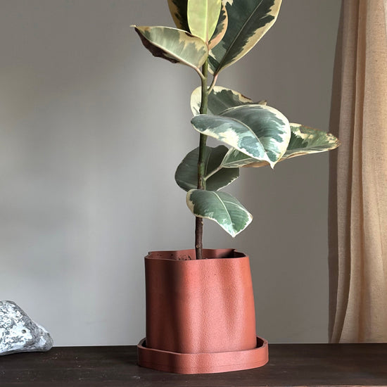 Amanitas Garden | Plant Pot 01 | Burnt Ochre