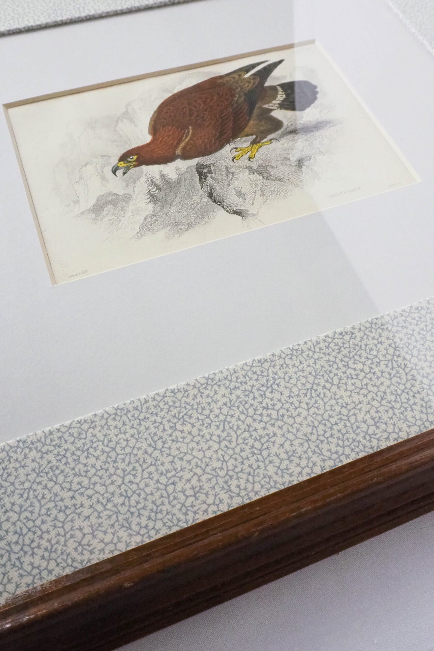 Framed Antique Eagle Print